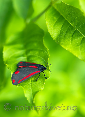 BB 13 0511 / Tyria jacobaeae / Karminspinner